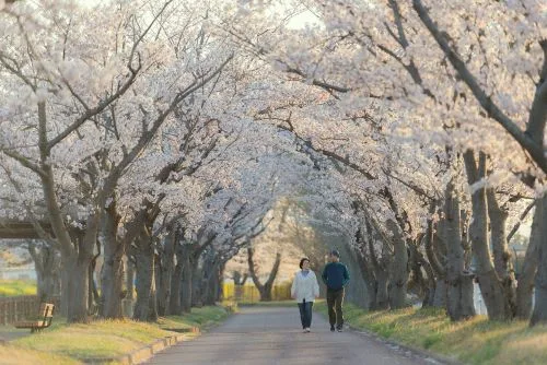 Deux personnes marchent en se parlant, sur un chemin surplombé de cerisiers du japon en fleur. Illustre la sérénité d'un cheminement à deux, en confiance.